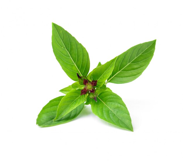 ALBAHACA THAI
