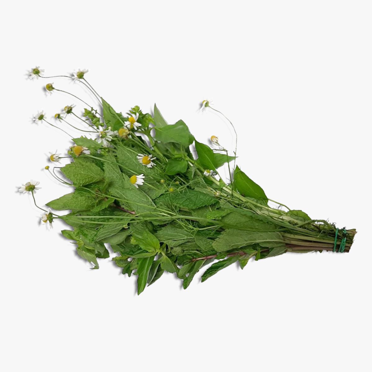 AROMATICAS