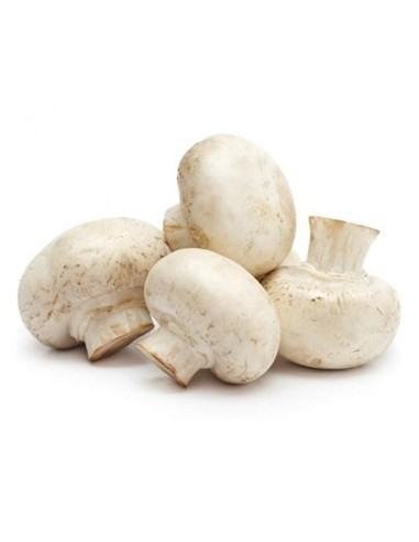 CHAMPIÑON P