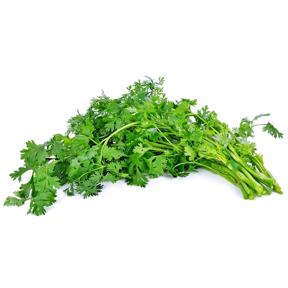 CILANTRO