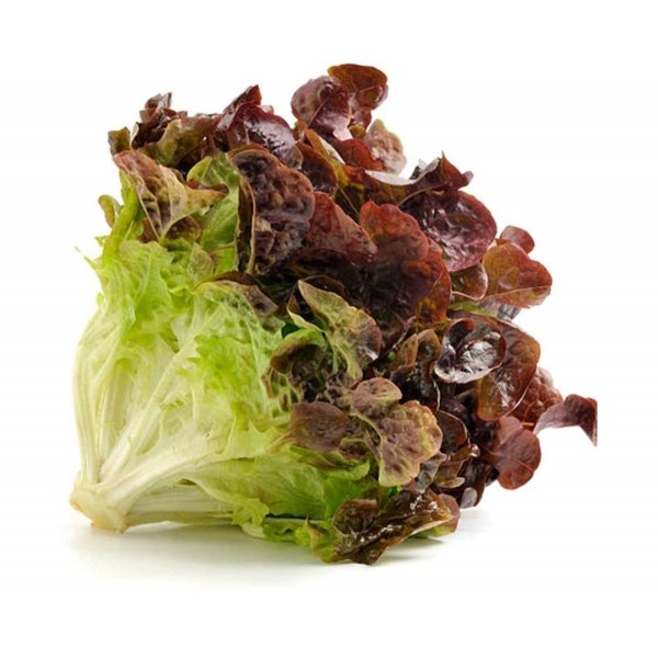 LECHUGA HOJA DE ROBLE