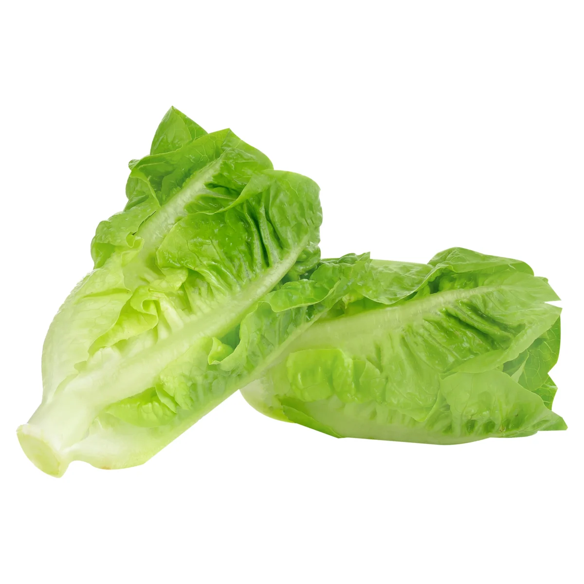 LECHUGA ROMANA