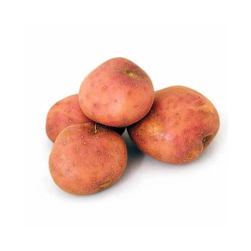 PAPA PASTUSA