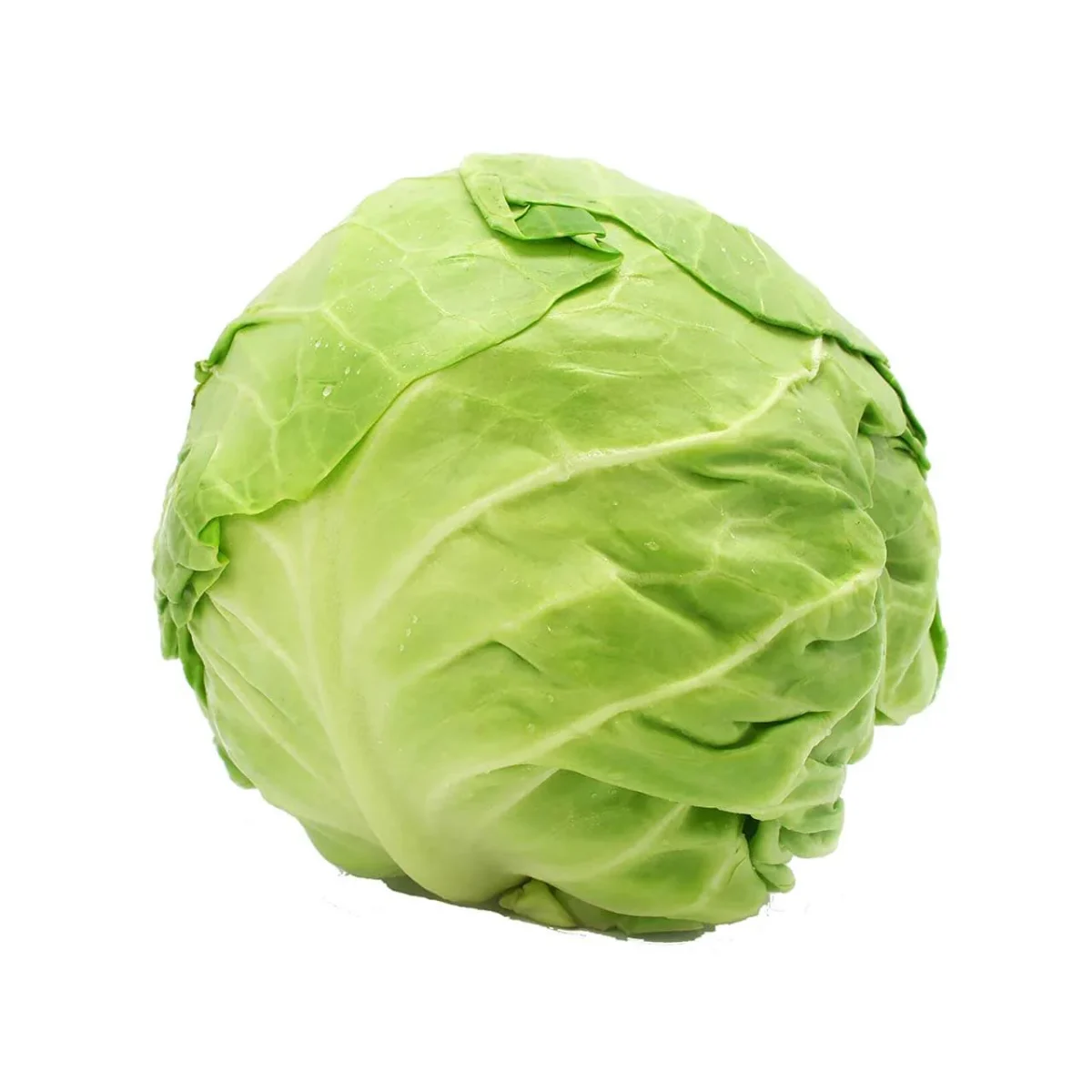 REPOLLO
